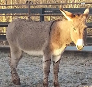 Meet Oscar the foster jack donkey! 